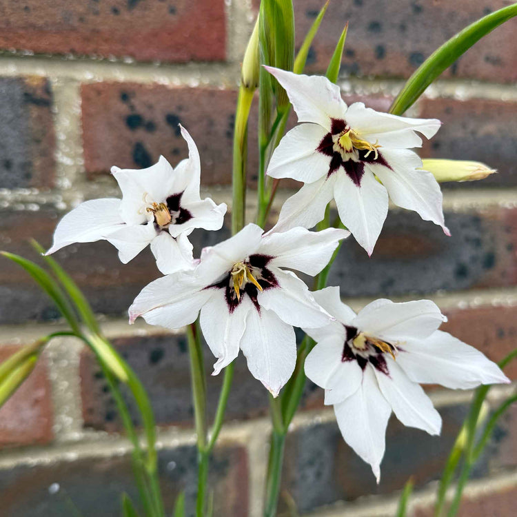 Bees & Butterfly Happy Collection