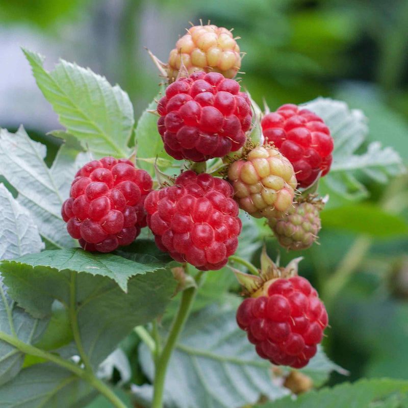 Raspberry Plant 'Glen Ample'