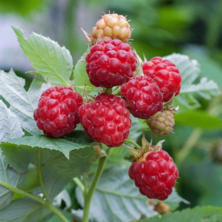 Raspberry Plant 'Glen Ample' | Marshalls Garden