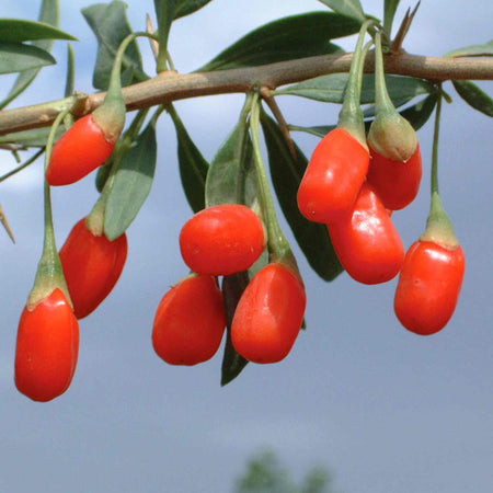 Goji Berry x1