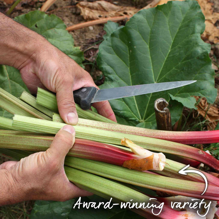 Rhubarb Plant 'Goliath'