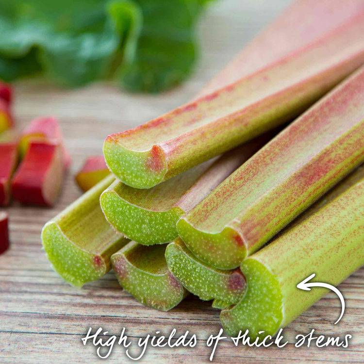 Rhubarb Plant 'Goliath'