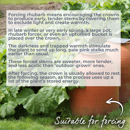 Rhubarb Plant 'Timperley Early'