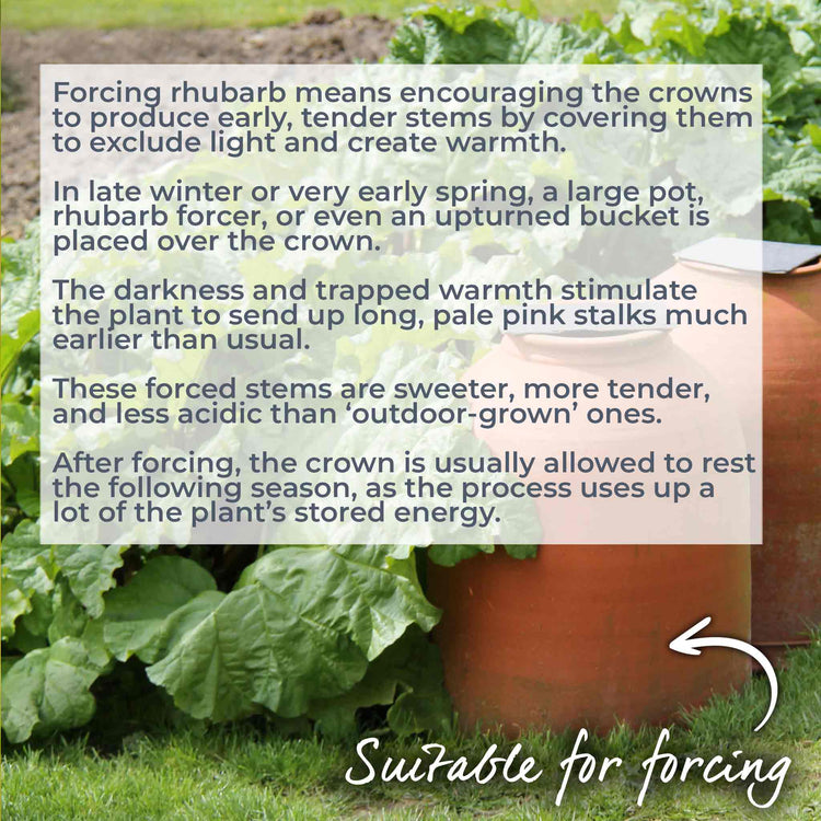 Rhubarb Plant 'Timperley Early'