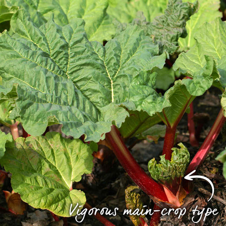 Rhubarb Plant 'Goliath'