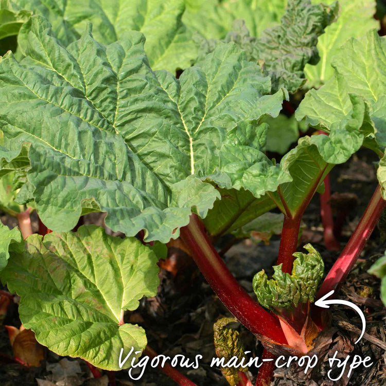 Rhubarb Plant 'Goliath'