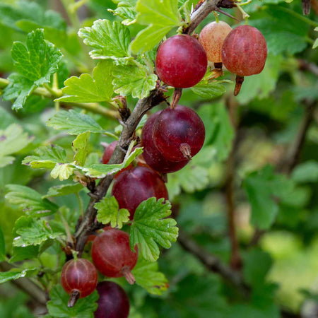 Gooseberry Plant 'Hinnonmaki Red'