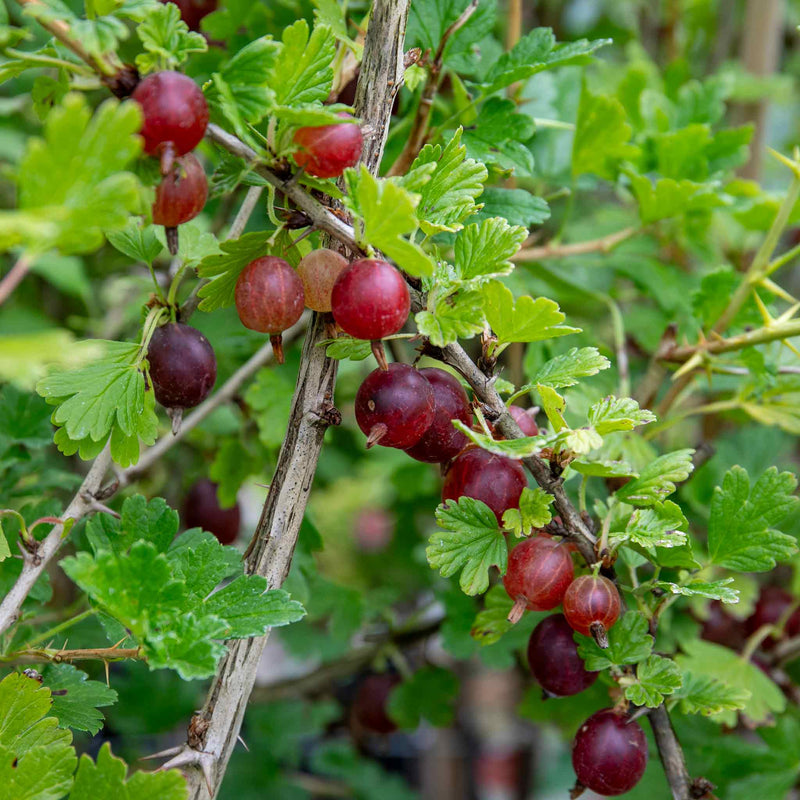 Gooseberry Plant 'Hinnonmaki Red'