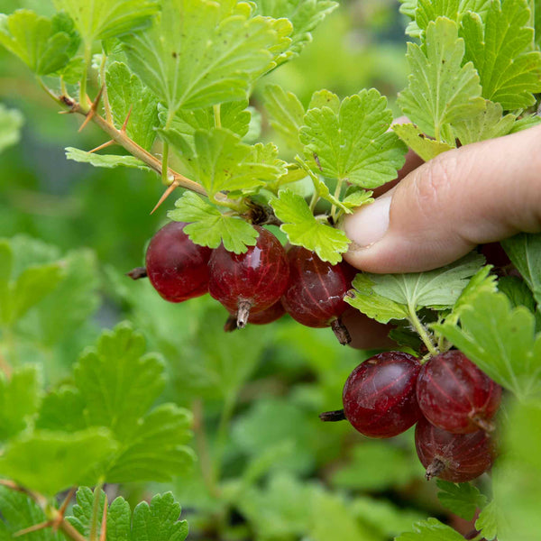 Gooseberry Plant 'Xenia'