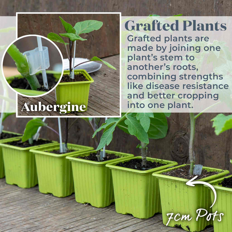 Grafted Aubergine Plant 'Moneymaker'