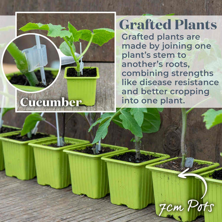 Grafted Cucumber Plant 'Passandra'