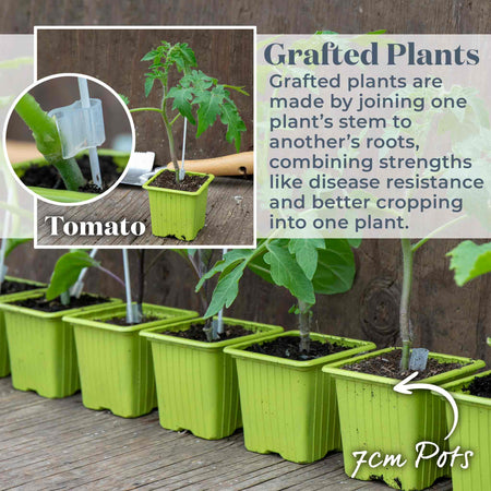 Grafted Cordon Tomato Plant 'Pozzano'