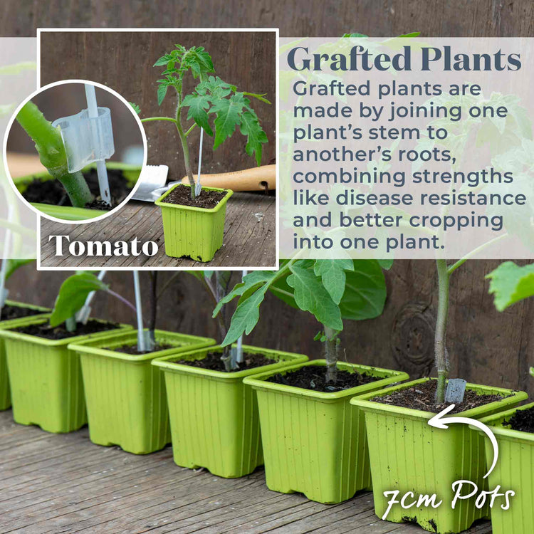 Grafted Cordon Tomato Plant 'Pozzano'