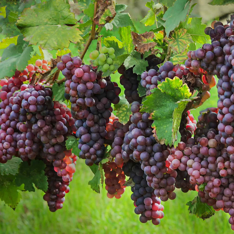 Grape Vine 'Crimson Seedless'