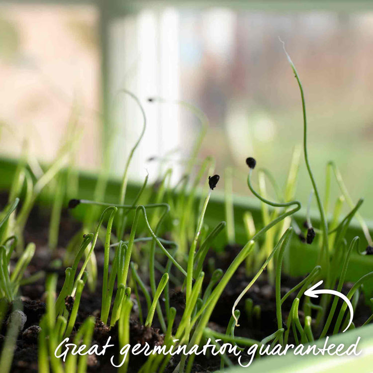 Leek Seeds 'Porbella'