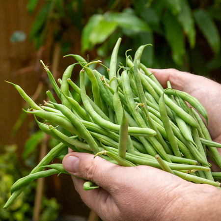 Dwarf French Bean Seeds 'Nautica'