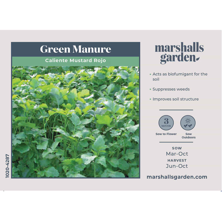 Green Manure Caliente Mustard Rojo