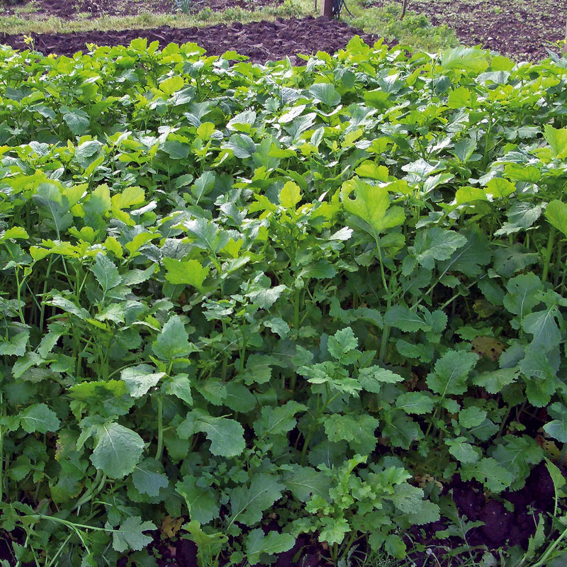 Green Manure Caliente Mustard Rojo