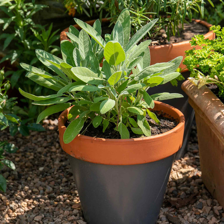 sage plant in a pot Sage Plant 'Salvia Officianalis'