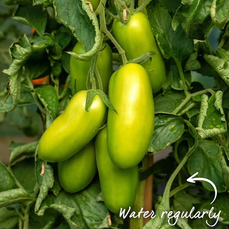 Cordon Tomato Plant 'San Marzano'