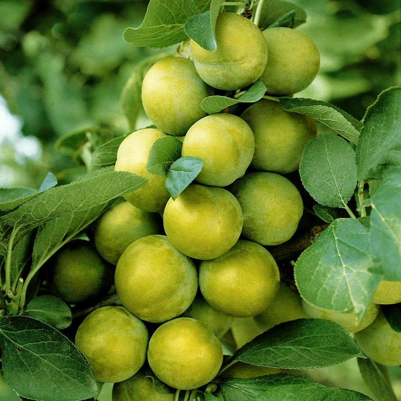 Plum Tree 'Old Fashioned Greengage'