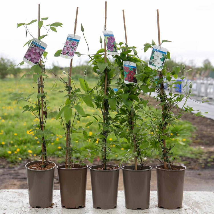 can you plant more than one clematis in a pot Clematis Plant 'Multi Blue'