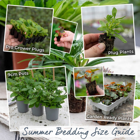 Begonia Plant 'Nonstop Mix'