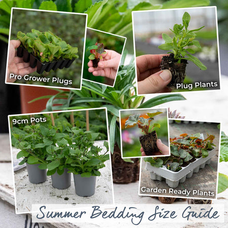 Lobelia Plant 'Wonderfall Mixed'