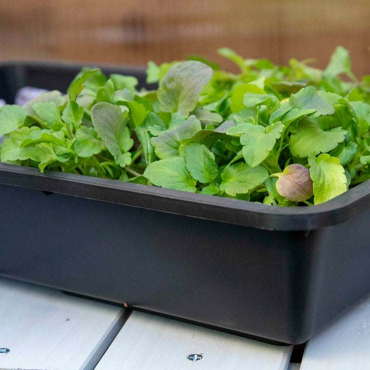 Grow It Wooden Growhouse Dove Grey