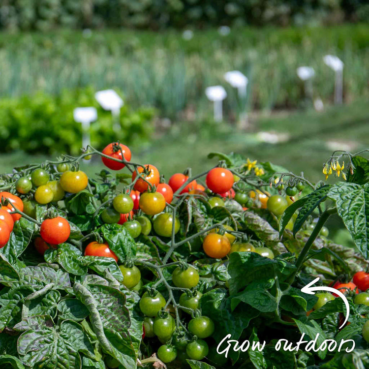 Bush Tomato Plant 'Super Marmande'