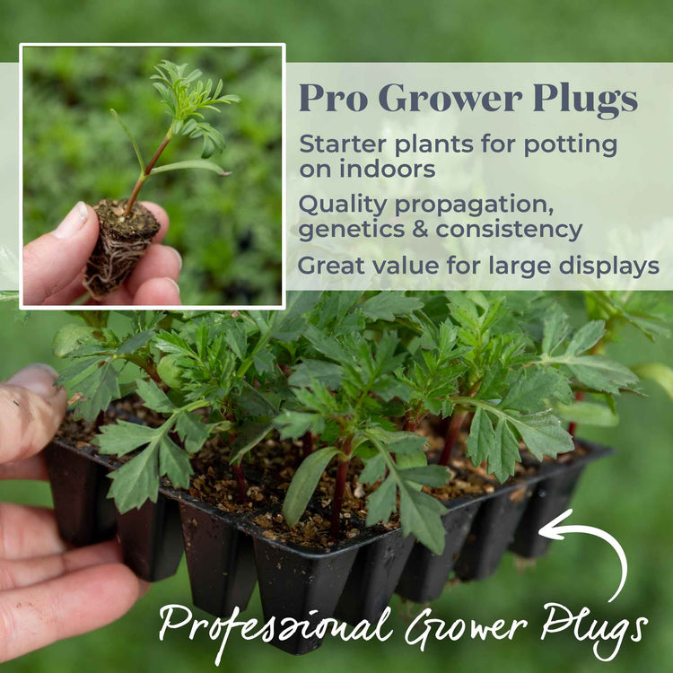 Cosmos Plant 'Apollo Mixed'