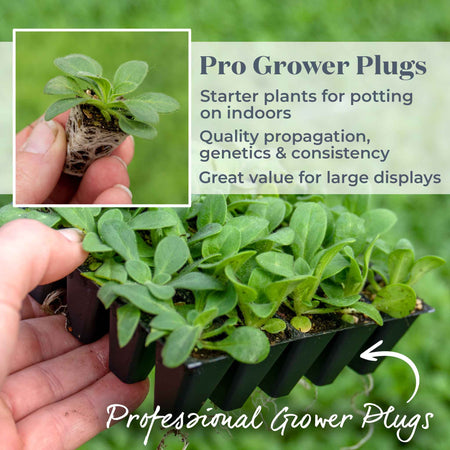 Petunia Plant 'Double Pirouette Mix'