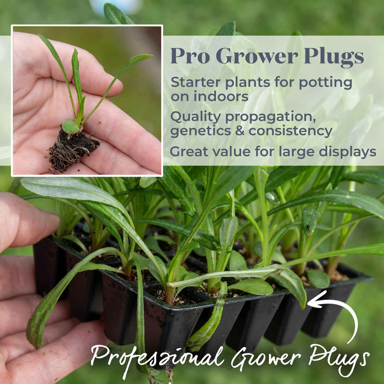 Gazania Plant 'New Day Mix' F1