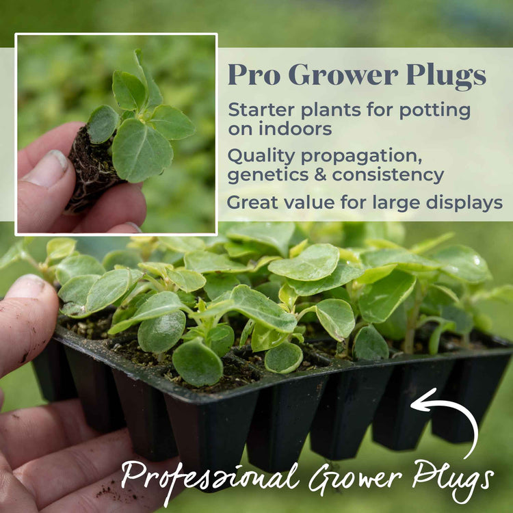 Busy Lizzie 'Beacon Select Mix'