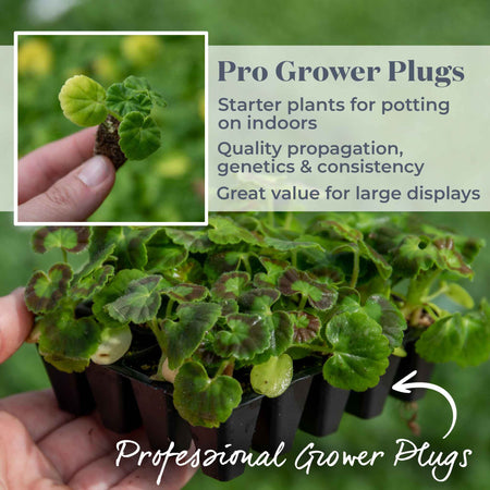 Geranium Plant 'Palladium F1 Mixed'