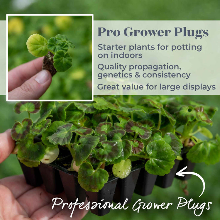 Geranium Plant 'Palladium F1 Mixed'
