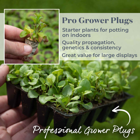 Lobelia Plant 'Wonderfall Mixed'