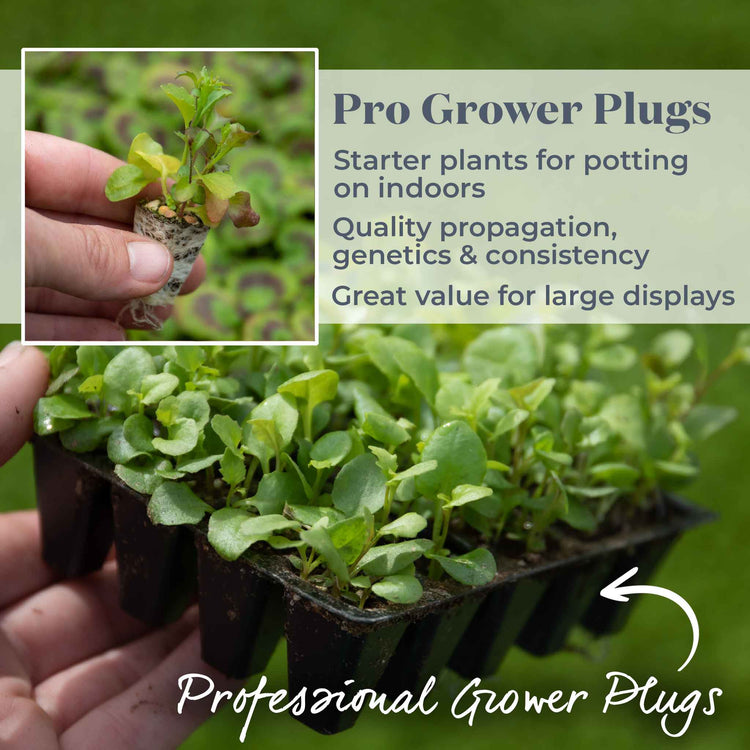 Lobelia Plant 'Wonderfall Mixed'