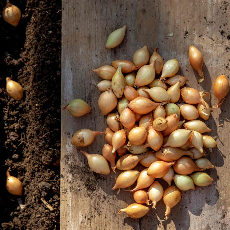 White Onion Sets 'Growers Pick'