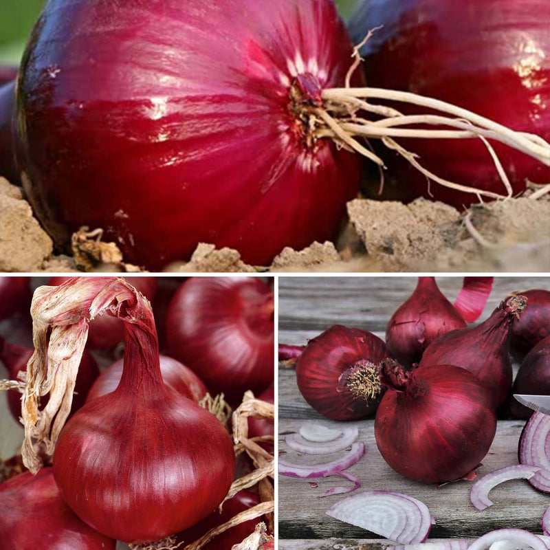 Red Onion Sets 'Growers Pick'