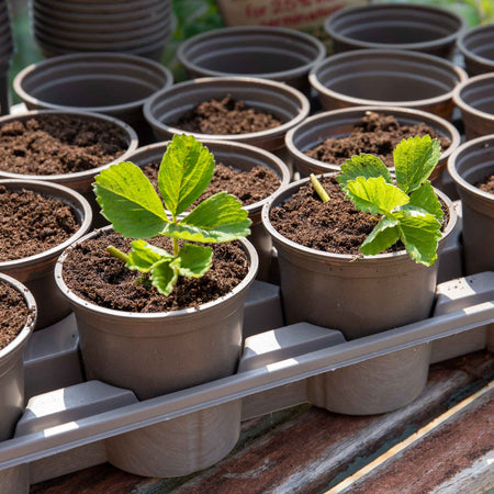 Growing On Pots with Carry Trays