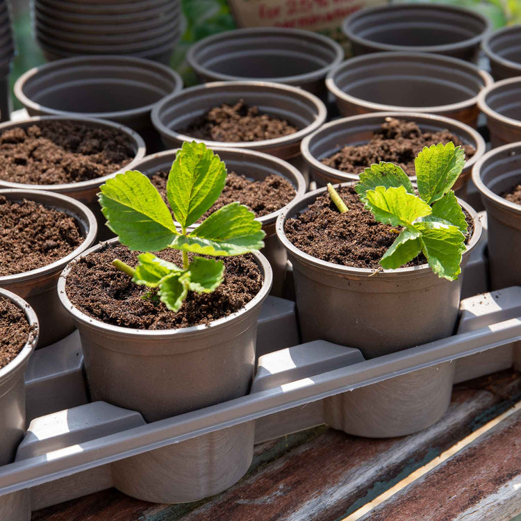 Growing On Pots with Carry Trays