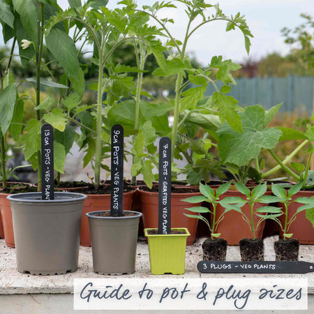 Sweet Pepper Plant Collection 'Snackbite'