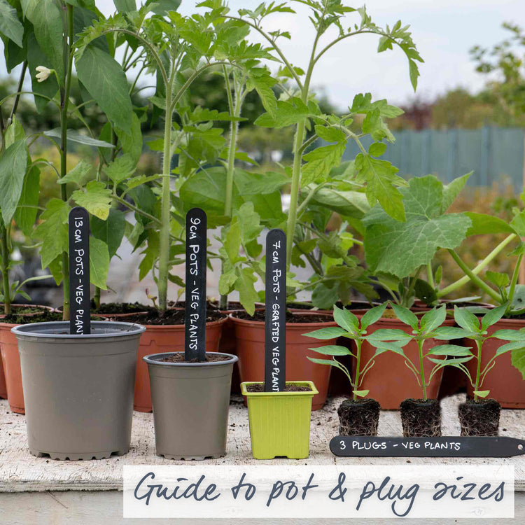 size of pot for chilli plants Chilli Plant 'Basket of Fire'
