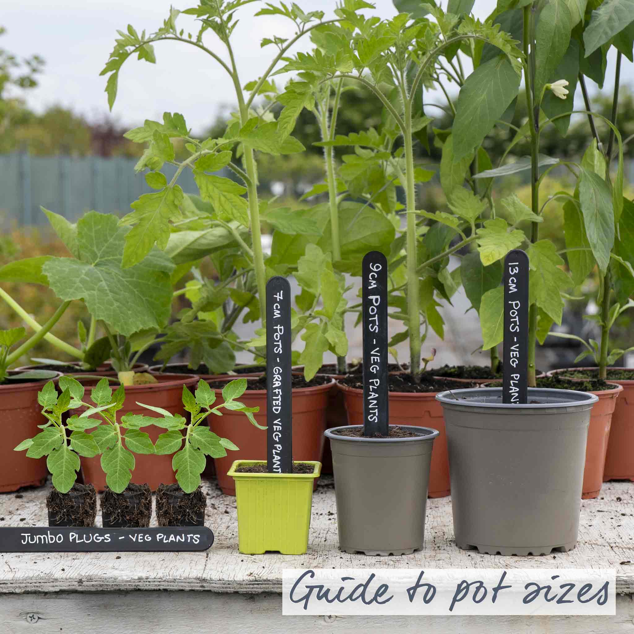 サラマンダー Bush Tomato Plant 'Super Marmande' | Marshalls Garden