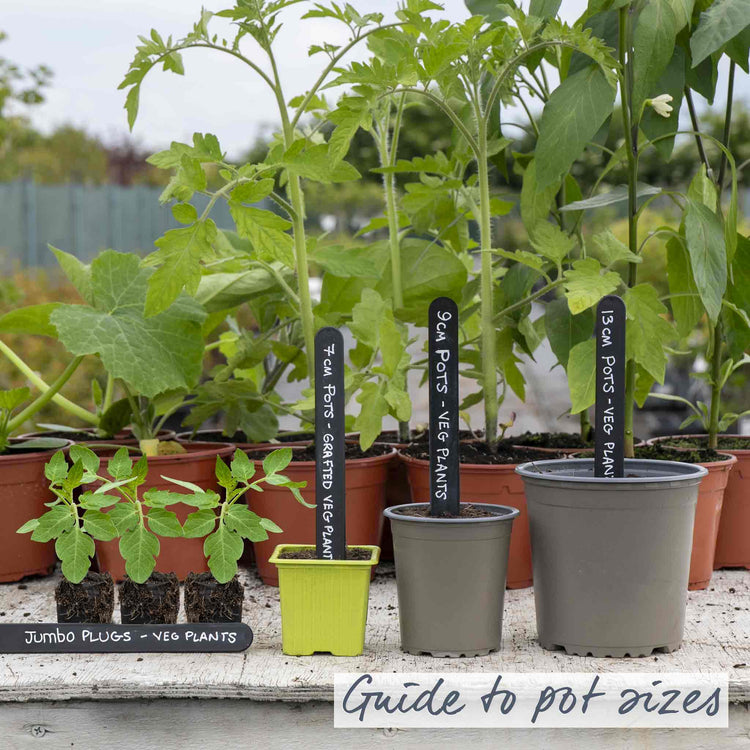 indoor tomato plant pot size Tomato Indoor Collection