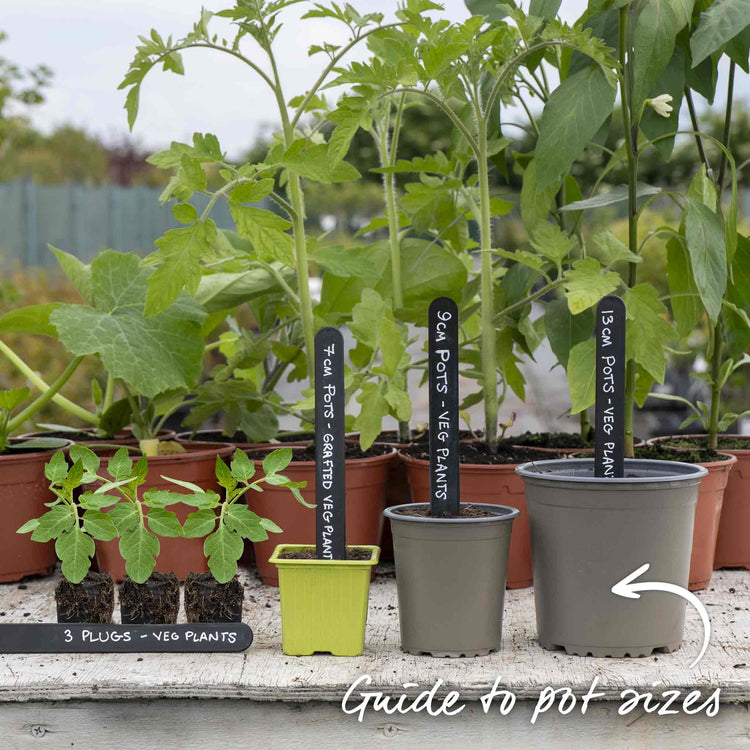money maker tomato plant height Cordon Tomato Plant 'Moneymaker'