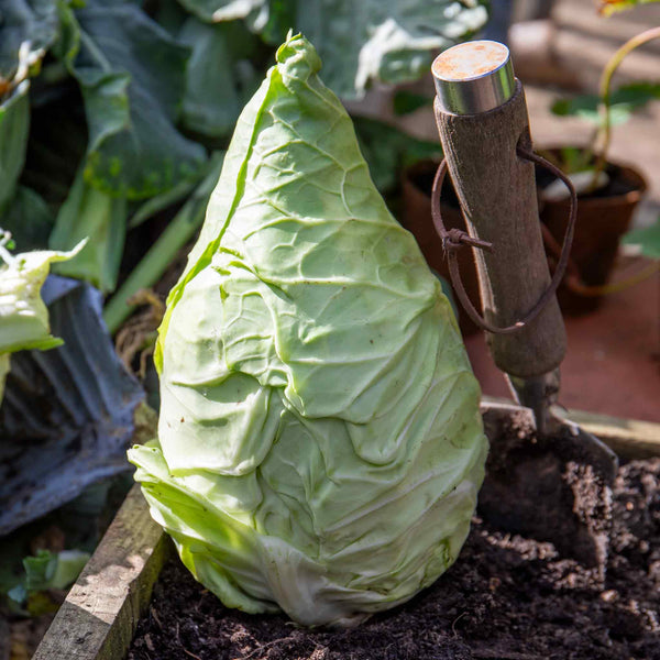 Cabbage Plant 'Pointed Hispi'