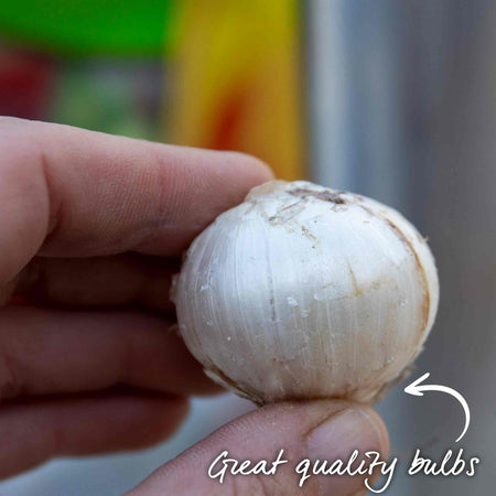 Allium Bulbs 'Purple Sensation'