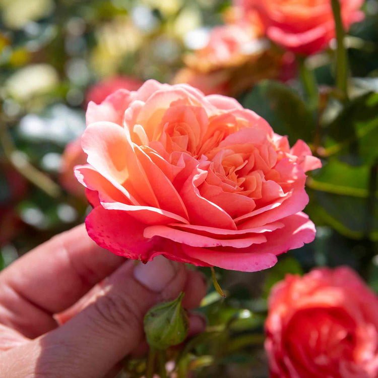 Rose Plant 'Coral Gardens'